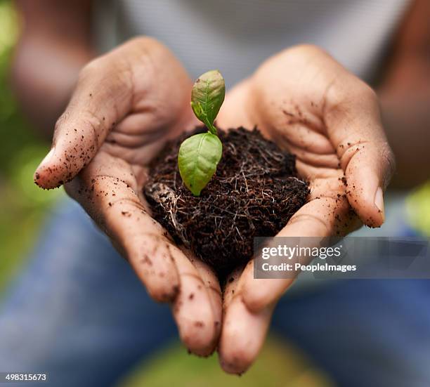 il a un touch - racine terre photos et images de collection