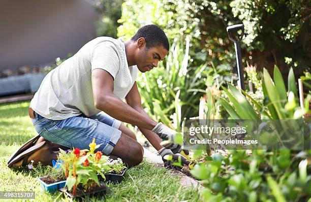 rooting out the problem - man planting garden stock pictures, royalty-free photos & images