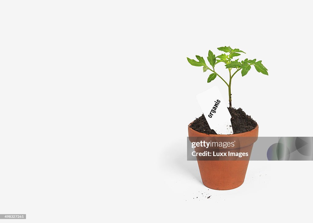 Tomato plant seedling with tag saying "organic"