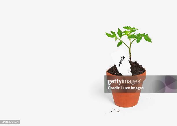 Tomato Plant Seedling With Tag Saying Organic High-Res Stock Photo