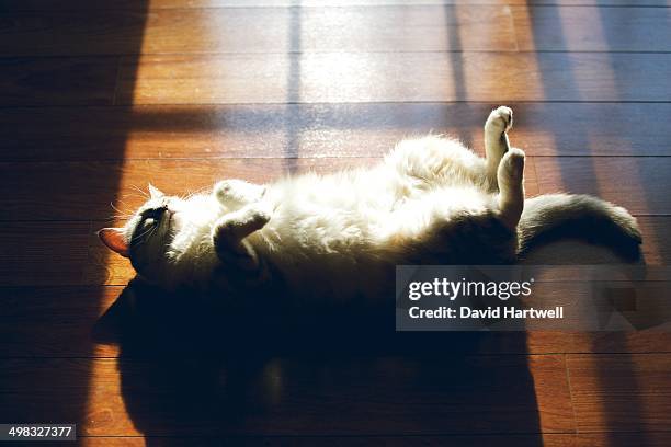cat lying on back in window sun light - cat upside down stock pictures, royalty-free photos & images