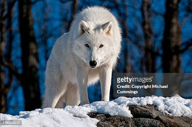 arctic wolf - arctic wolf 個照片及圖片檔