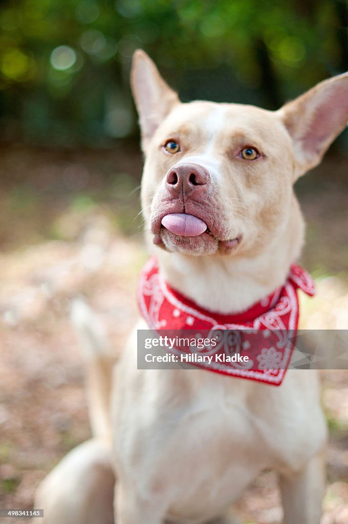 Dog Blowing Raspberry High-Res Stock Photo - Getty Images