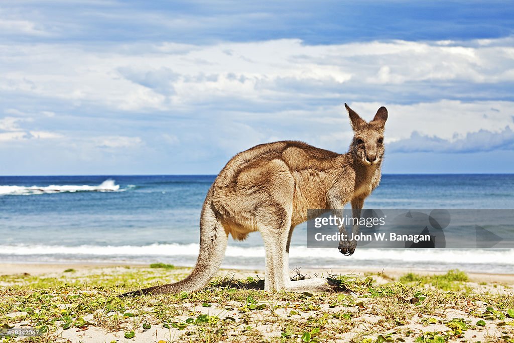 Kangaroo at the beach