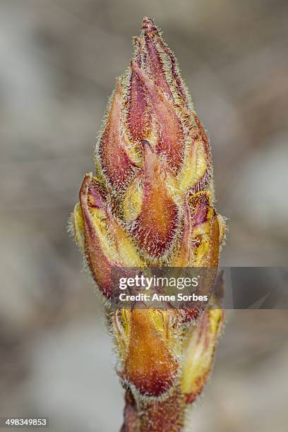 orobanche gracilis - orobanche stock pictures, royalty-free photos & images