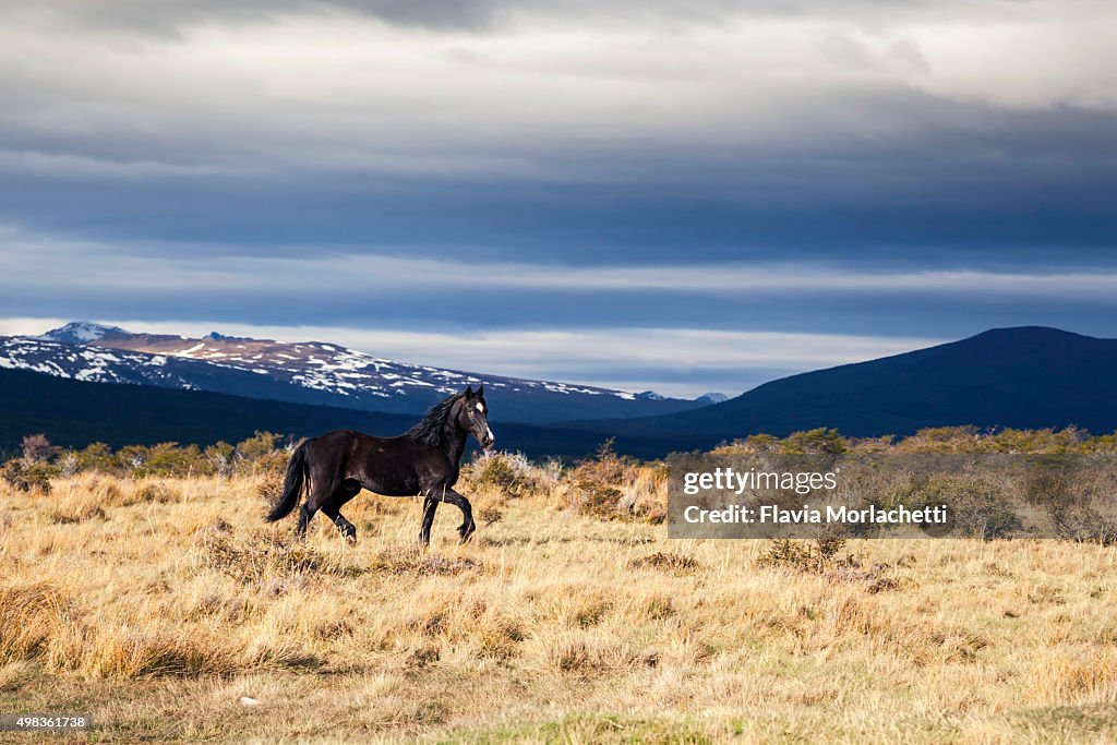 Wild horse running