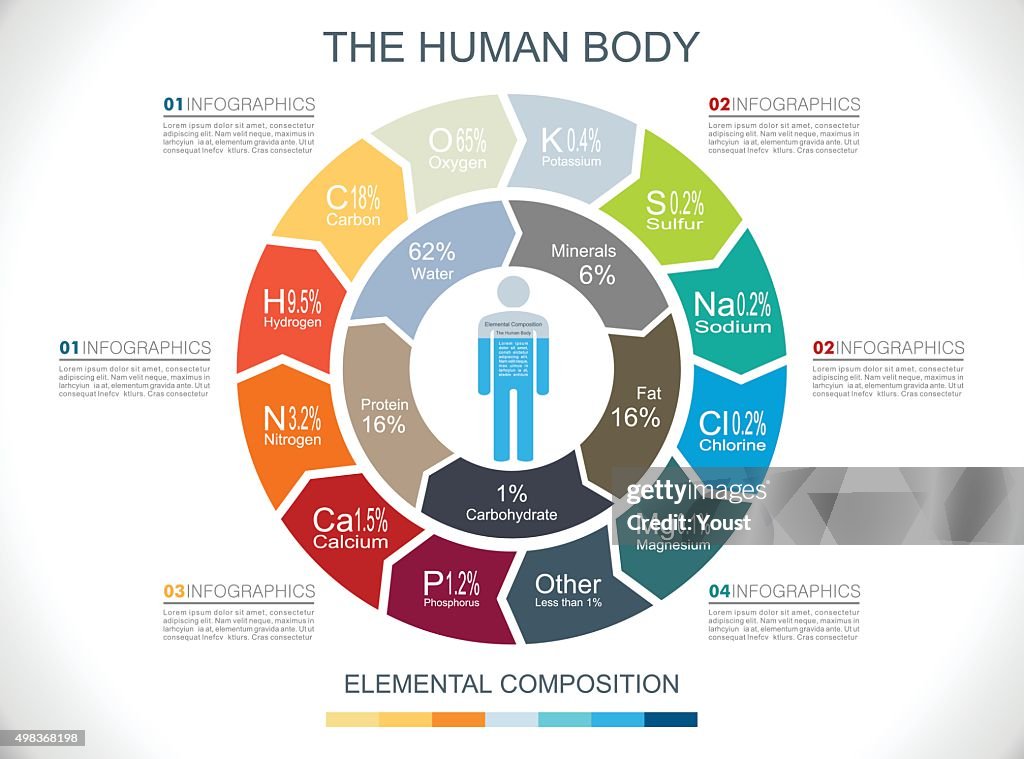 Menschlichen Körper Infografiken