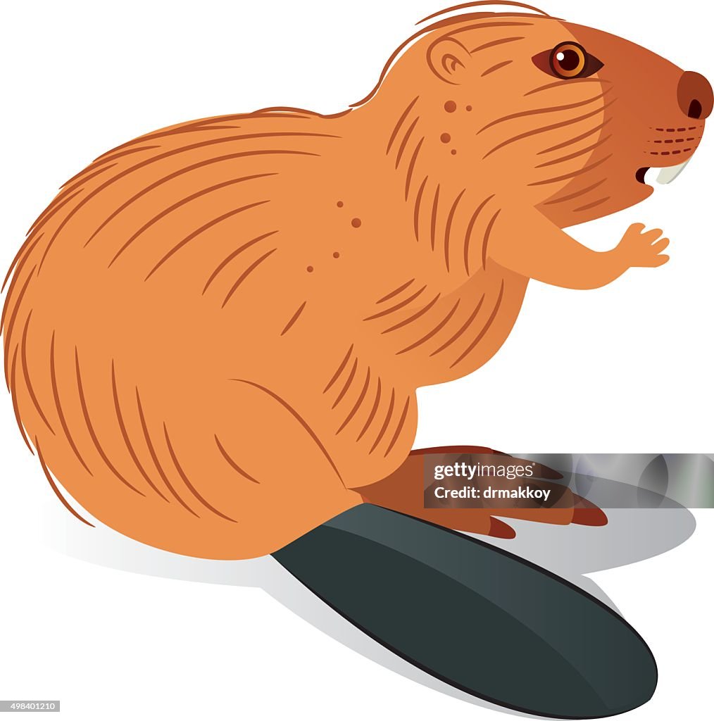 Beaver