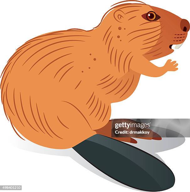 Beaver Getty 687 Happy Beaver Stock Photos, High-Res Pictures, and Images - Getty Images