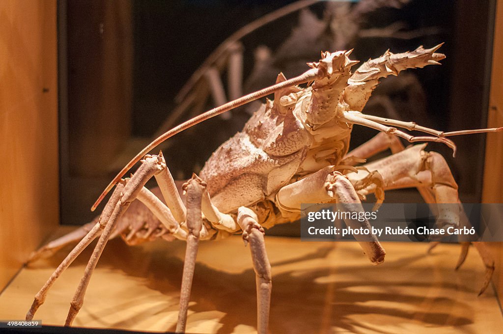 Giant crab