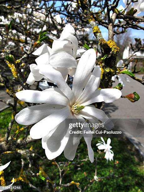 magnolia stellata tree - star magnolia trees stock pictures, royalty-free photos & images