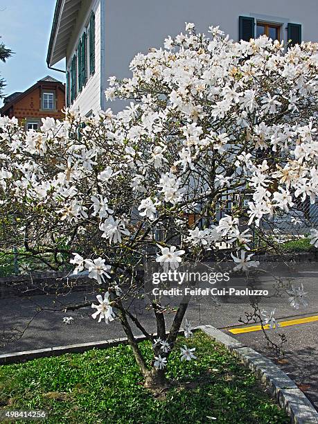 magnolia stellata tree - star magnolia trees stock pictures, royalty-free photos & images