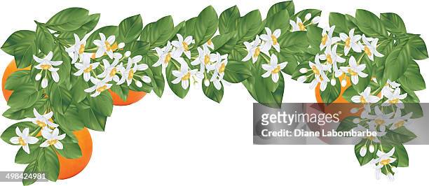 orange blossoms branch and fruit - orange blossom stock illustrations