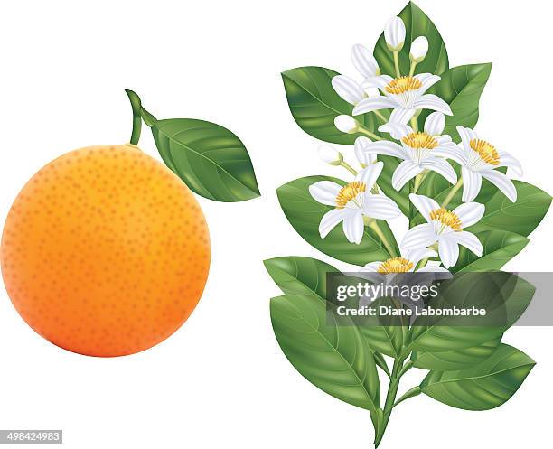 illustrazioni stock, clip art, cartoni animati e icone di tendenza di fiori di arancio ramo e frutta - zagara