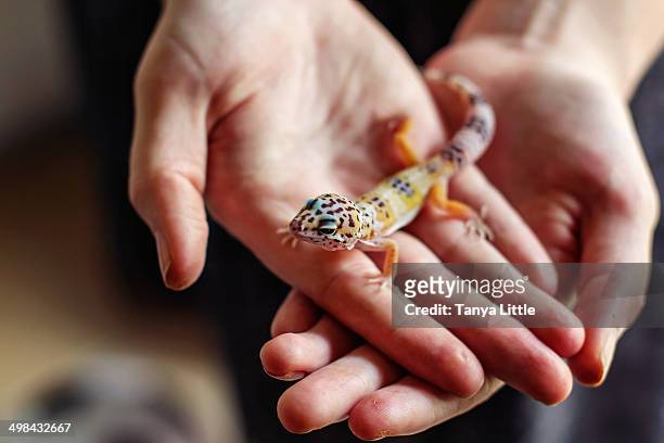 leopard gecko - leopard gecko stockfoto's en -beelden