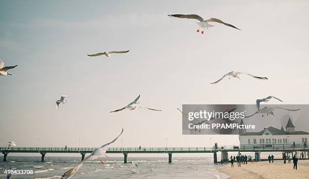 flying seagulls - ahlbeck stock pictures, royalty-free photos & images