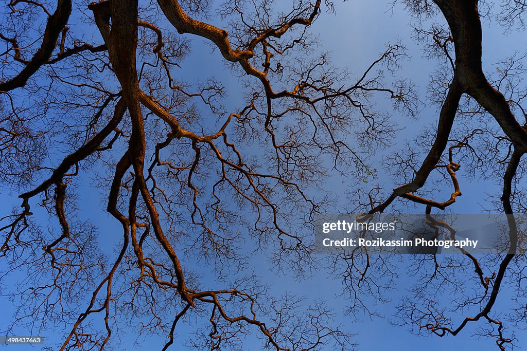 Branches of dead tree against blue sky