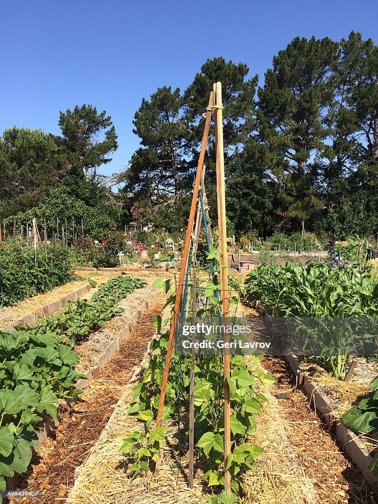 Urban Gardening