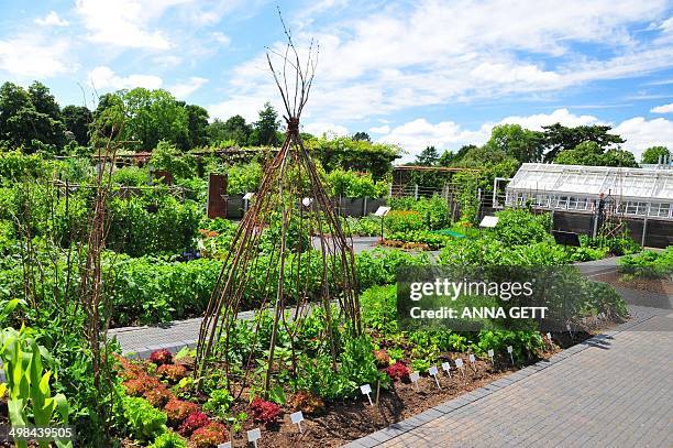 Veg Plot Photos and Premium High Res Pictures - Getty Images
