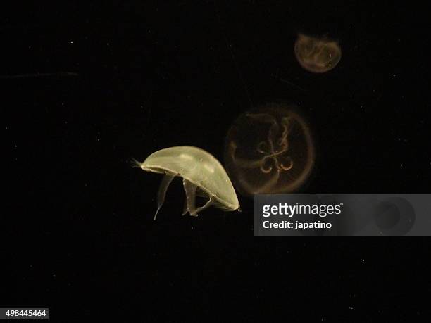 jellyfish - upside down jellyfish bildbanksfoton och bilder