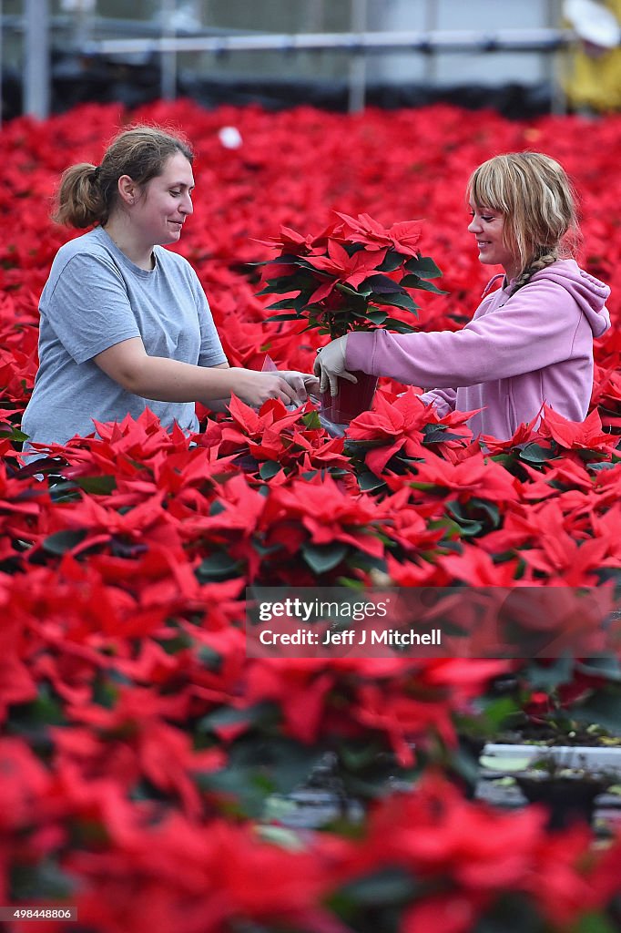 Christmas Poinsettia's Ready For Distribution