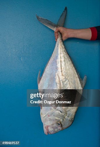Jack Fish High-Res Stock Photo - Getty Images