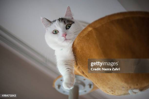 munchkin cat sitting on a cat tower - tabby munchkin cat bildbanksfoton och bilder
