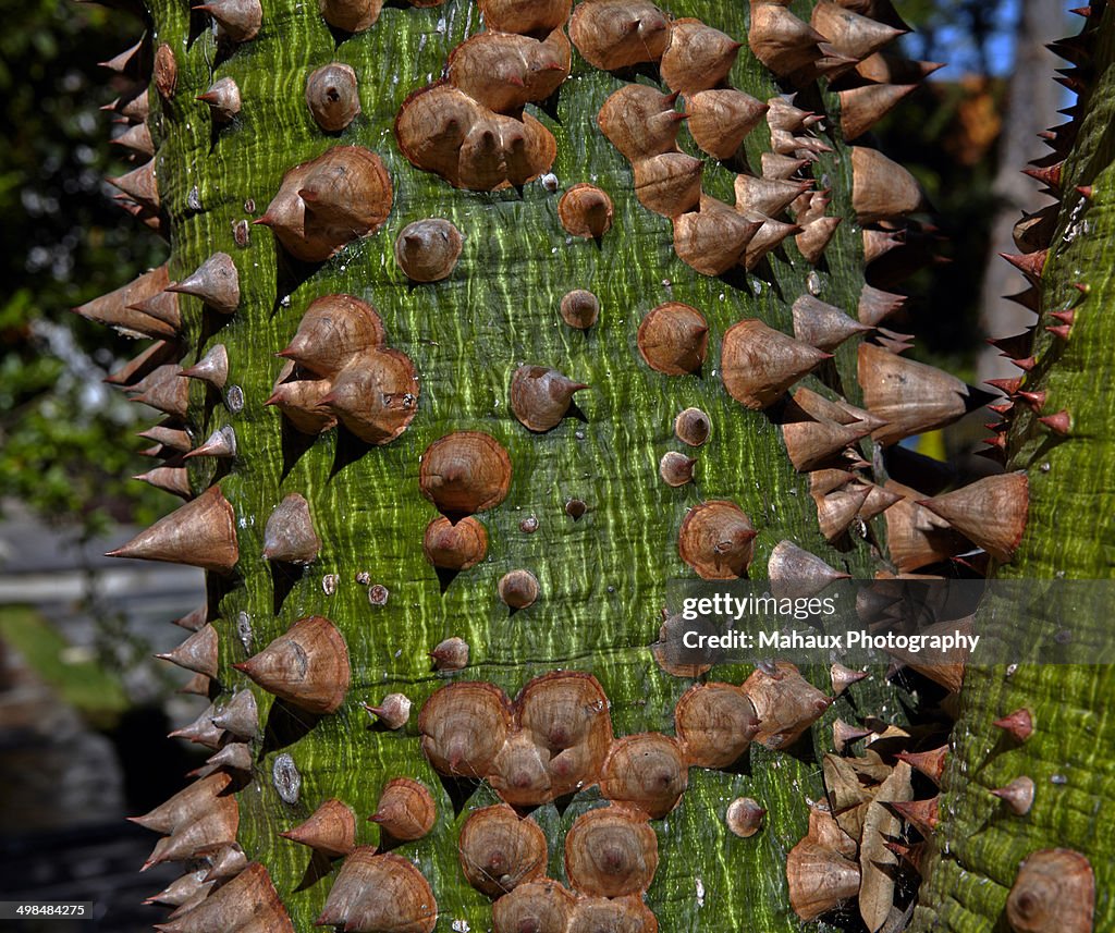 Trunk of a Chorisia speciosa tree