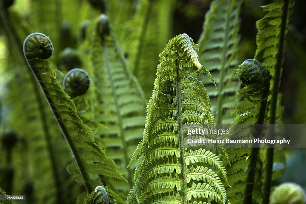 Fern fronds, Zurich, Switzerland