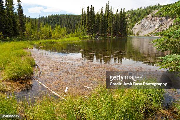 beaver dam on lake. denali national park, alaska - lago horseshoe imagens e fotografias de stock