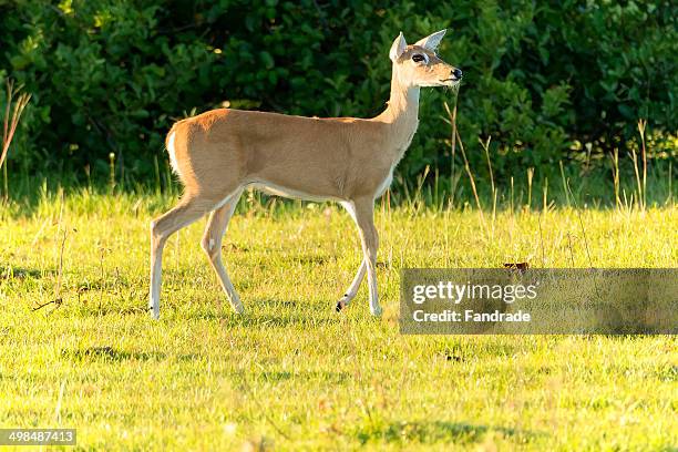 veado campeiro  pantanal - veado stock pictures, royalty-free photos & images