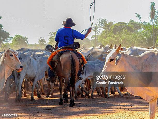 herd of cattle led by cowboy - mato grosso state 個照片及圖片檔