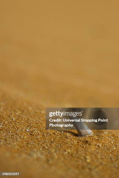 shark tooth fossil in sand - arabian resto foto e immagini stock