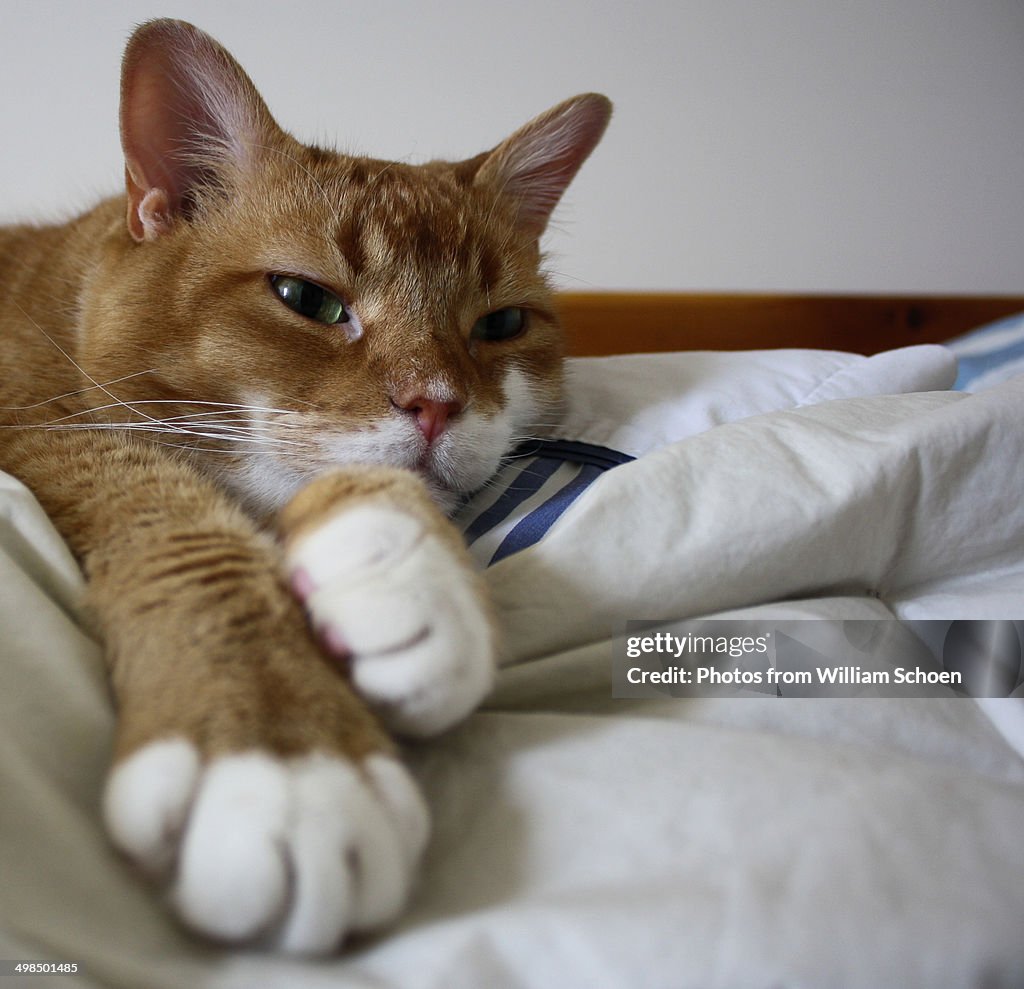 Orange, tabby cat.