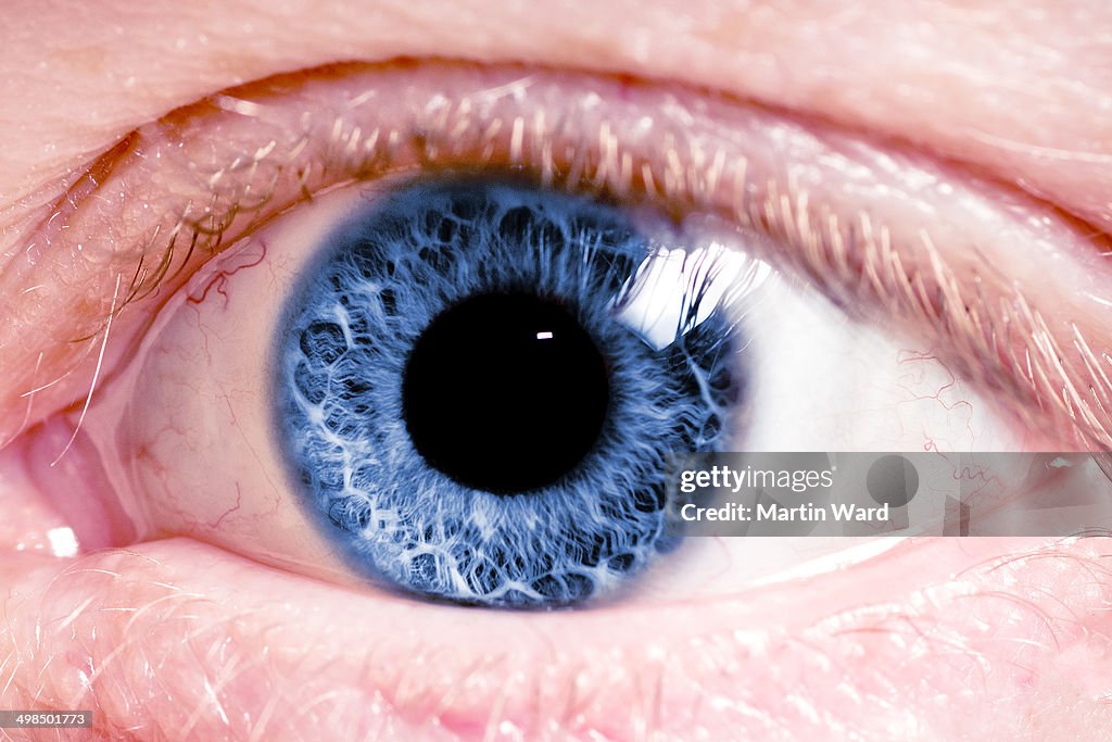 Close-up of fiery blue eye