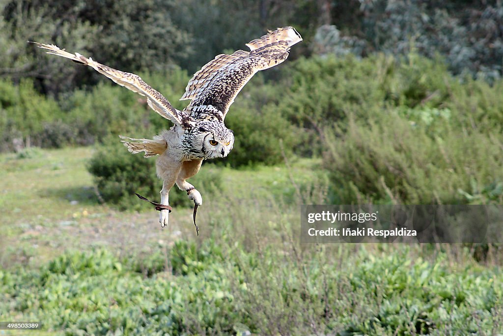 Indian eagle-owl
