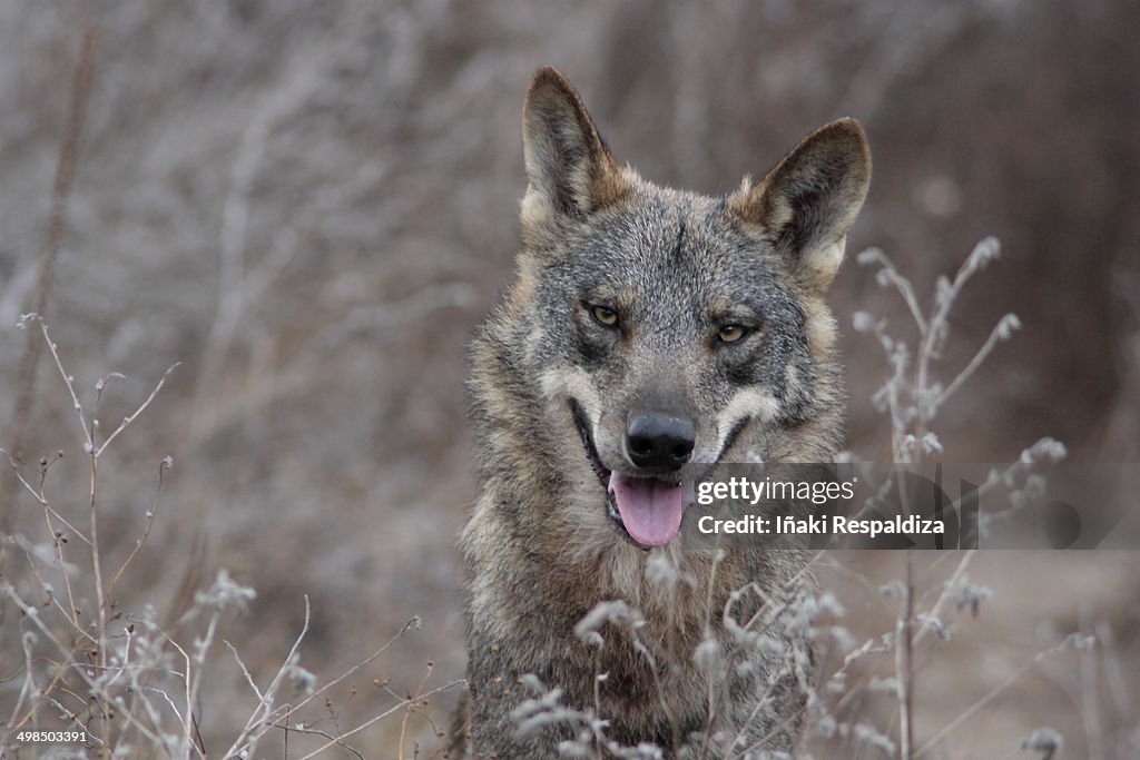 Iberian Wolf