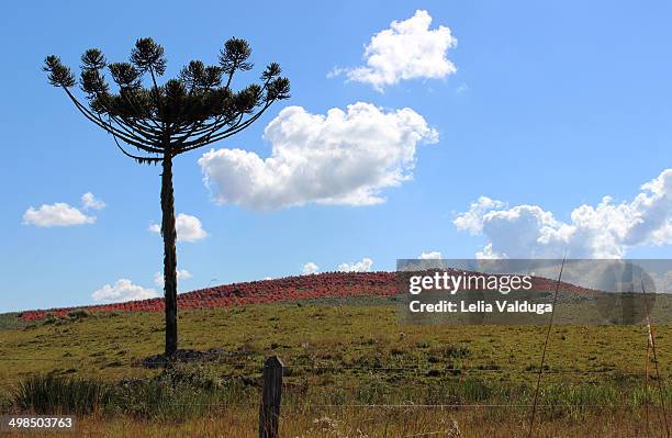 campos de cima da serra - fantastic scenarios! - vista de cima stock pictures, royalty-free photos & images