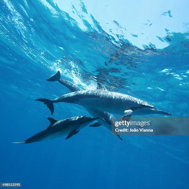 dolphins - swimming with dolphins stock pictures, royalty-free photos & images