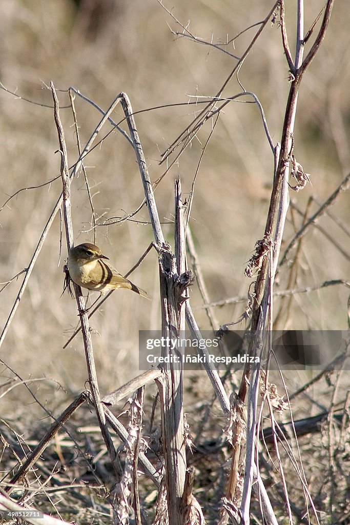 Chiffchaff