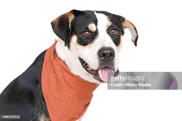cute dog wearing orange bandana - orange bandana stock pictures, royalty-free photos & images