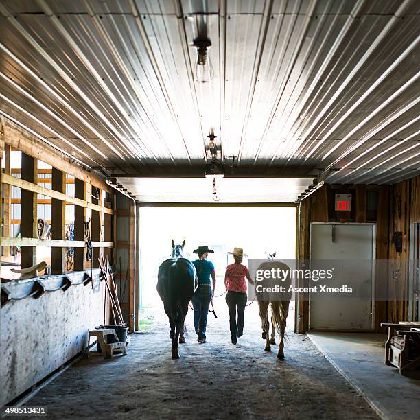 cowgirls lead horses out of stable, rear view - pferdestall stock-fotos und bilder