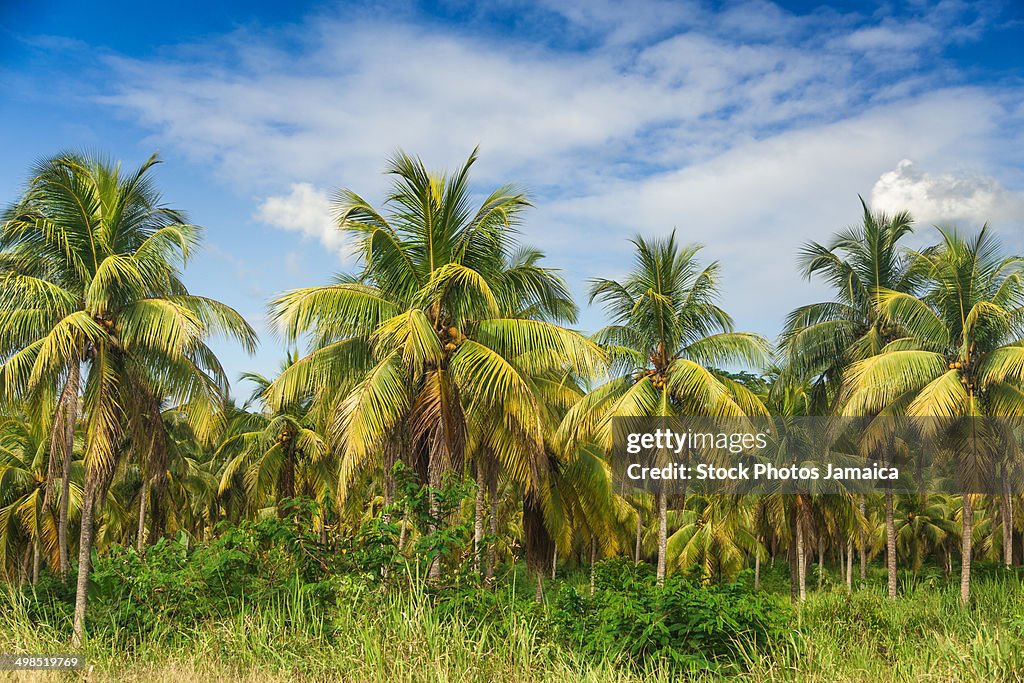 Coconut trees in Jamaica