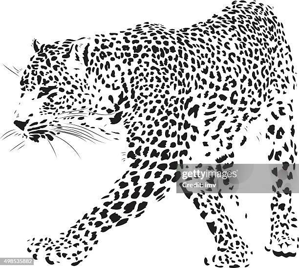 leopard illustration (panthera pardus) - amur leopard stock illustrations