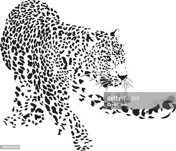 ilustraciones, imágenes clip art, dibujos animados e iconos de stock de leopardo ilustración (panthera pardus) - piel leopardo