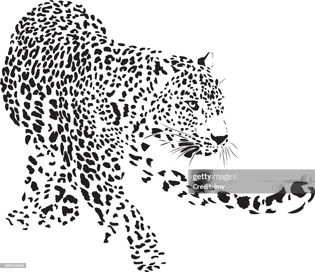 Leopard illustration (Panthera pardus)