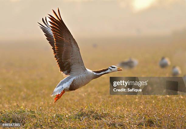 bar headed goose taking off - anser indicus stock pictures, royalty-free photos & images