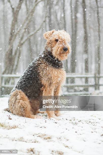 airedale terrier cachorro sentado sob snowfall - airedale terrier imagens e fotografias de stock