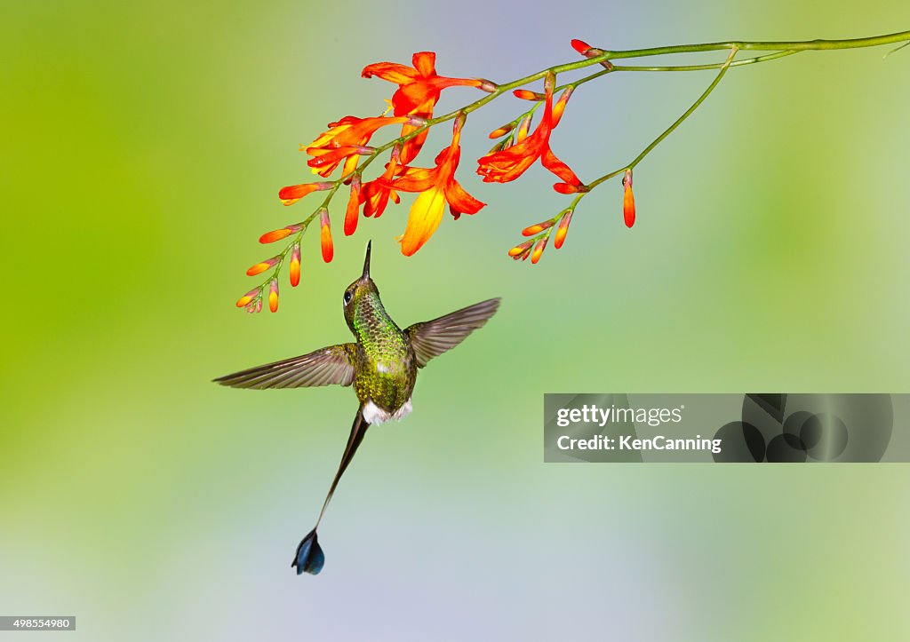 Boot Racket Tail Hummingbird Hummingbird Booted Rackettail High-Res Stock Photo - Getty Images