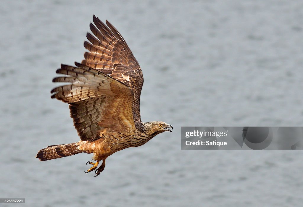 Oriental Honey Buzzard